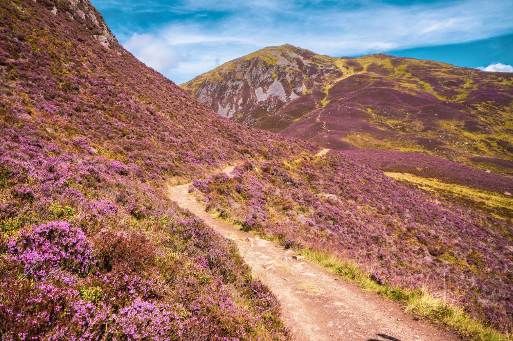 A purple field of heather on the hills with a path snaking through