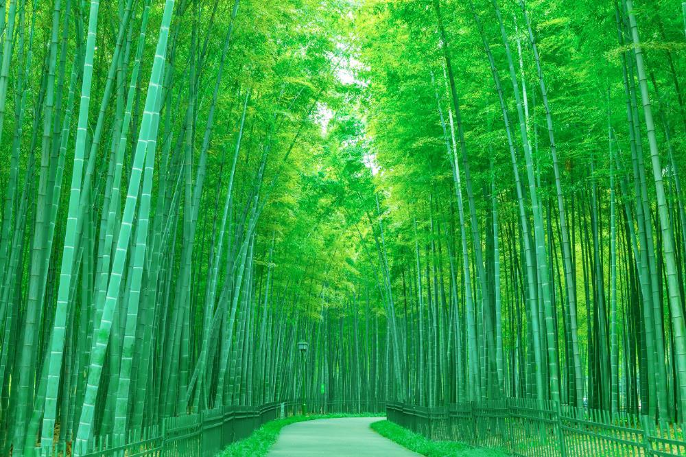 A bamboo forest in Japan with a path 